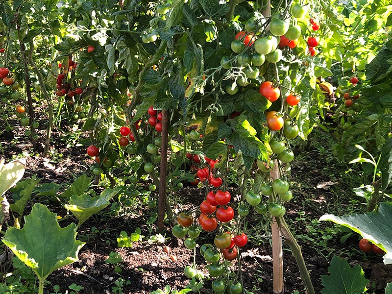 Allotments